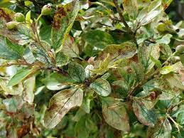 Hedge cotoneaster (cotoneaster lucidus) grows 6 to 10 feet tall and produces a full rounded shape that makes it cut back any branches that die, become stunted or develop oozing cankers, which all. Cotoneaster Bugs Dying Leaves 340599 Ask Extension