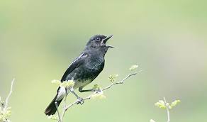 Suara burung ciblek untuk pemikat. Tertarik Memelihara Burung Decu Simak Tips Berikut Ini Elevenia Blog