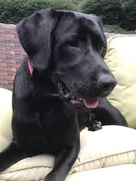 My Love Fur Babies Mans Best Friend Animals