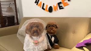 5 out of 5 stars. Adorable Instagram Pups Get Into The Halloween Spirit Gma