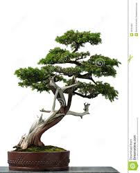 Bonsai tree in your home can be of great benefits in that you are sure that you will avoid situations such as fatigue in the long run. Old Temple Juniper As Bonsai Tree Bonsai Art Bonsai Tree Bonsai