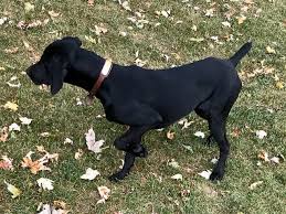 In 1912, fearing loss of pigmentation and eye color, some german breeders outcrossed to the solid black arkwright pointers. Gsp Dog Black