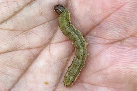 How to keep your carpet pest free! Asia Bracing For Destruction By Alien Pest American Fall Armyworms