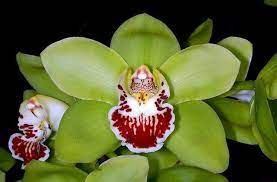 Pin On Home Garden Creative Trends