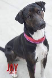 Adopt 10 Jay Transfered Humane Society On Petfinder Adoption Humane Society Shepherd Mix Dog