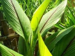 Masakan khas sumatera sering memakai daun kunyit untuk mengurangi aroma amis pada masakannya. Netpreneur Blogger Beda Temu Putih Kunyit Putih Dan Temu Mangga