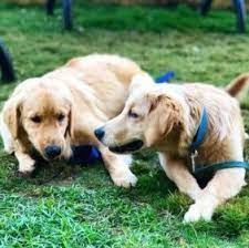 Maybe you would like to learn more about one of these? 5 Best Golden Retriever Breeders In Georgia 2021 We Love Doodles