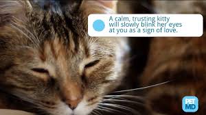 An upset cat has a major tell: Why Your Cat Is Ignoring You Petmd