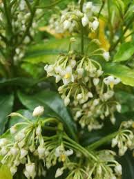 Image result for Ardisia