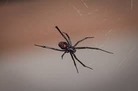 Black widows do not typically bite humans unless disturbed or provoked. Harmless Poisonous Spiders In Pennsylvania What Tops The List