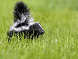 What happened next filled the entire house with that skunky smell. Why Do Skunks Smell So Bad And What Can You Do About It