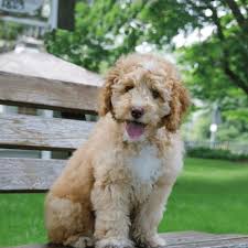 Maybe you would like to learn more about one of these? Labradoodle Growth Chart Puppy Weight Calculator