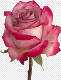 Beautiful rose wallpapers hd 62 images. Purple Rose Purple Rose Hd Png Download 310x410 2944741 Png Image Pngjoy