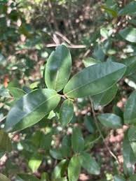 Image result for Hexalobus monopetalus