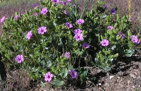 Image result for Mirabilis