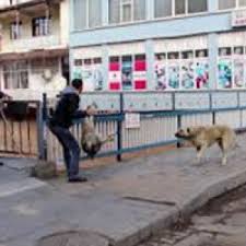Ruyada Kopek Dovmek Ne Anlama Gelir Neye Isarettir Ruya Tabirleri