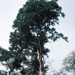 Image result for Celtis mildbraedii