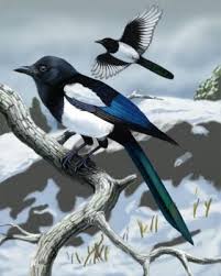 Black Bird With Blue Head And Neck Black Billed Magpie Easily Identified By Their Markings The Head Neck And Back Of The Magpie Are Black With A Green Ir Magpie Art Magpie Beautiful Birds