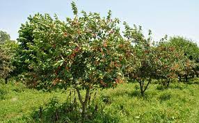 Fruit Tree Care Spray Weed Control Stark Bro S