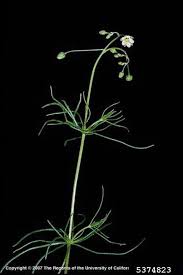 Image result for Spergula