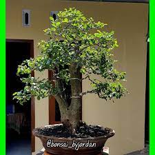 7+ tips penanaman bonsai loa juara (rekomendasi) bonsai loa atau ficus racemosa merupakan salah satu tanaman yang saat ini menjadi buruan para pecinta bonsai. Pohon Bonsai Rukem Flacourtia Rukam Bakalan Shopee Indonesia