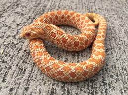 High Red Albino Western Hognose Snake Looking Coy 3 Hognose Snake Western Hognose Snake Snake