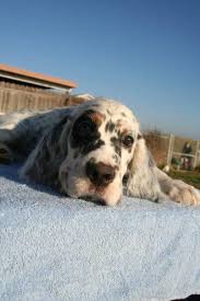 English setter puppies for sale. Gold Country English Setter Fanciers Home Facebook