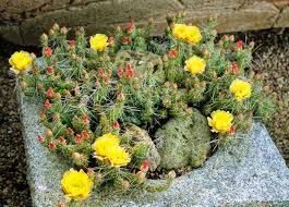 Image result for Diclis tenella