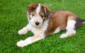 The wonderful thing about fake grass for dogs is the easy maintenance. Maintaining Artificial Grass In Dubai Synthetic Grass Types Tips More Mybayut
