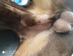 Image result for balanoposthitis