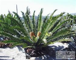 Image result for Encephalartos lebomboensis