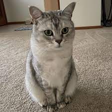 Burmilla Cat Burmilla Cat Burmilla Burmese Cat