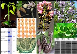 Image result for Millettia pinnata