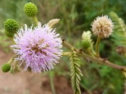 Image result for Mimosa pigra