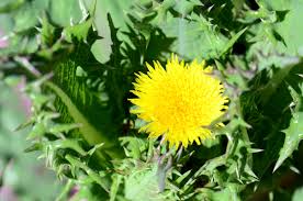 Image result for Sonchus asper
