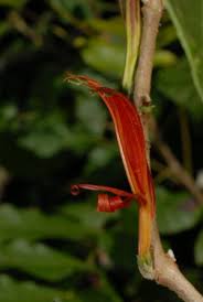 Image result for Anisotes sessiliflorus