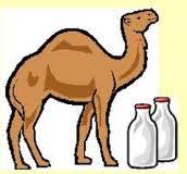 Low allergen alternative to dairy. One Hump Or Two Camel S Milk As A New Alternative Medicine Science Based Medicine