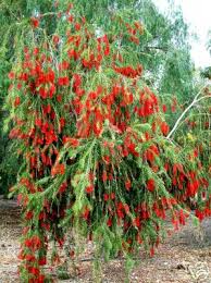 Image result for Callistemon