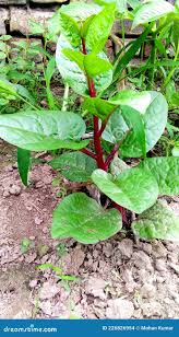 Image result for Basella