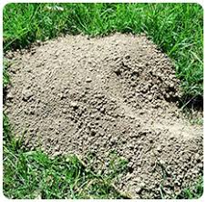 10 ways to get rid of lawn grubs. Mole And Gopher Information Cinch Traps The Best Mole Gopher Trap