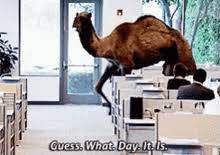 Camel head agaisnt sky background. What Day Is It Hump Day Camel Gifs Tenor