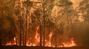 Taylor, la perra que rescata koalas del fuego. Incendios En Australia Las Impactantes Imagenes Del Fuego Que Esta Arrasando Parte Del Pais Bbc News Mundo