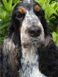 Harry S Dad Dylan Cocker Animaux Cocker Anglais
