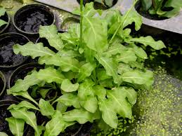 Image result for Samolus