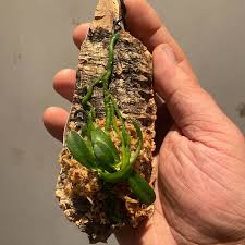 Image result for Aerangis appendiculata