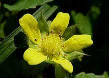 The name is also used for its very common sweet edible fruit and for flavors that taste like it. Strawberry Plants With Yellow Flowers Strawberry Plants Org