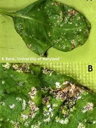 Image result for thrips damage on cucumber