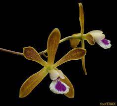 Florida Butterfly Orchid Encyclia Tampensis Orchids Flowers Bloom