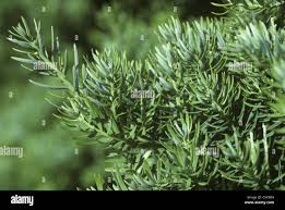 Image result for Podocarpaceae