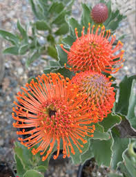 Image result for Afrosolen zambeziacus